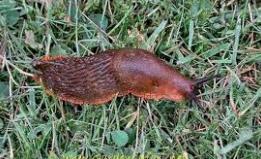 Longworm 2