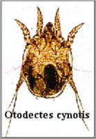 oormijt 1
