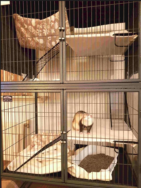 Ferret Nation bij ons thuis 2