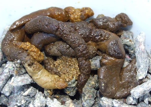 Plakkerige brijige faeces