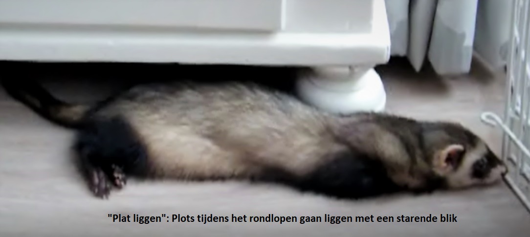Plat liggen 2
