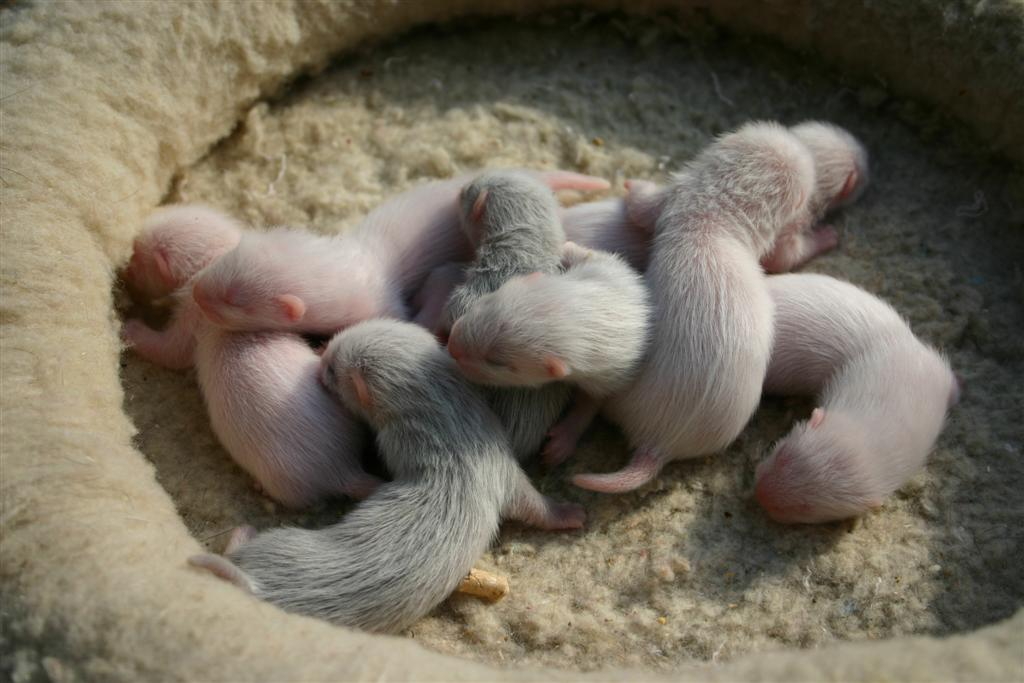 Pups 2 tot 3 weken