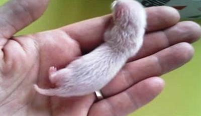 pup in hand