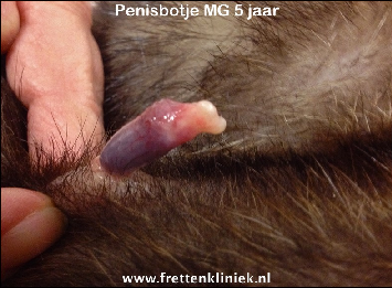 Penisbotje oudere fret.jpg2
