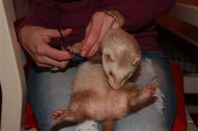 nagels knippen