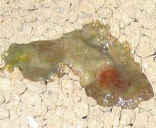 slijmerig