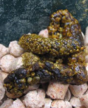 vogelzaad