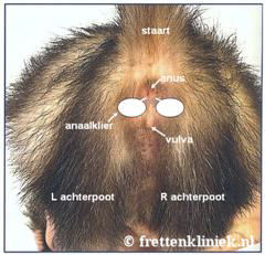 frettenbips