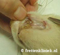 nierpatient slijmvliesbeschadiging 3