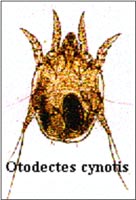oormijt 3